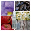 "F74 Florale Poudrée" une alternative à "La Vie est Belle®" de Lancôme-2 ml