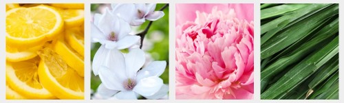 Parfums Floraux Verts 