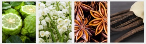 Parfums Aromatiques Fougères