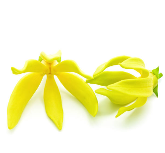 Ylang%20Ylang.png
