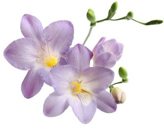 freesia.JPG