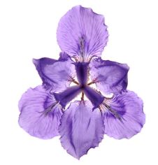 iris.JPG