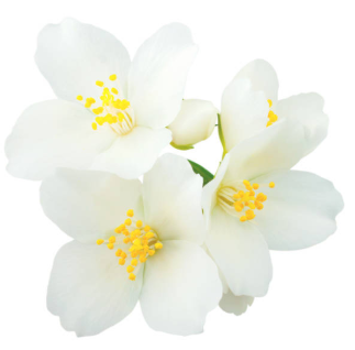 jasmin.png