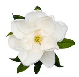 magnolia.JPG