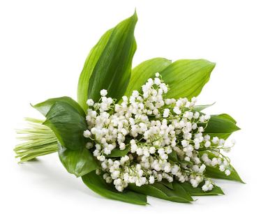 muguet.JPG