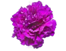 oeillet2.png
