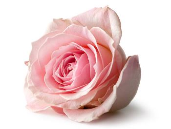rose.JPG