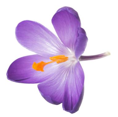 violette.JPG